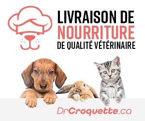 Dr Croquette