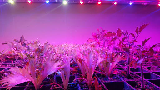 LED植物燈試驗場
