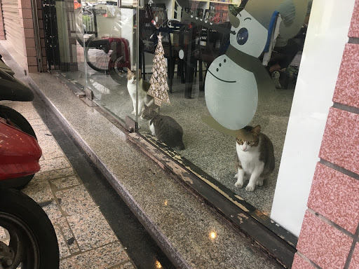 兩人兩貓桌上遊戲專賣店