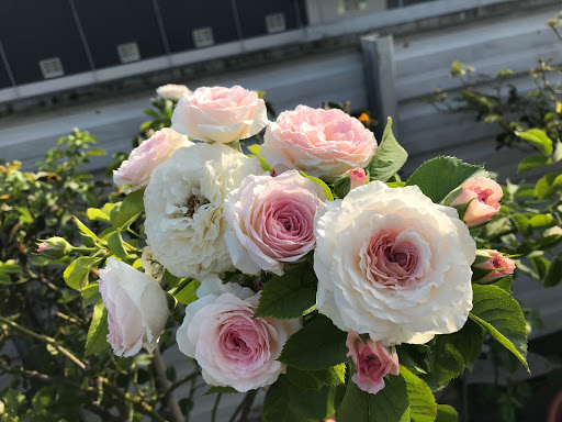 阿良樹玫瑰