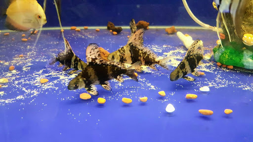 Fish Cluster Aquarium 聚鱼阁水族馆