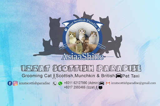 Izzat Scottish Paradise AsiaaShine Cattery