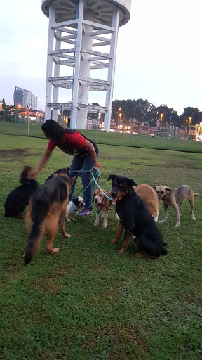 Malaysia DOG Training (DOG PSYCHOLOGY CENTRE)