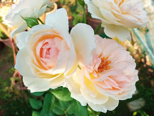 Laura's Rose Garden