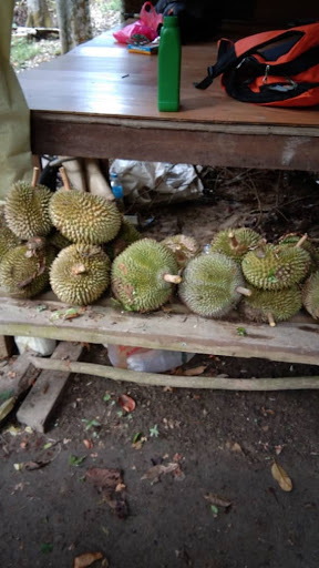 King Durian Garden