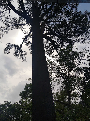 Jelutong Tree
