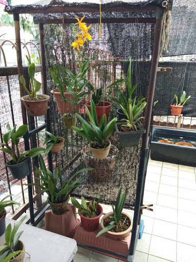 Serdang Orchid Nursery