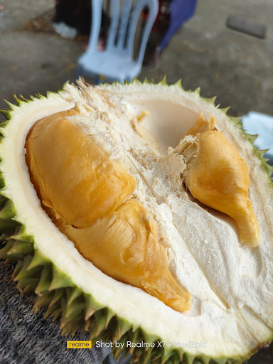 Durian Catroad