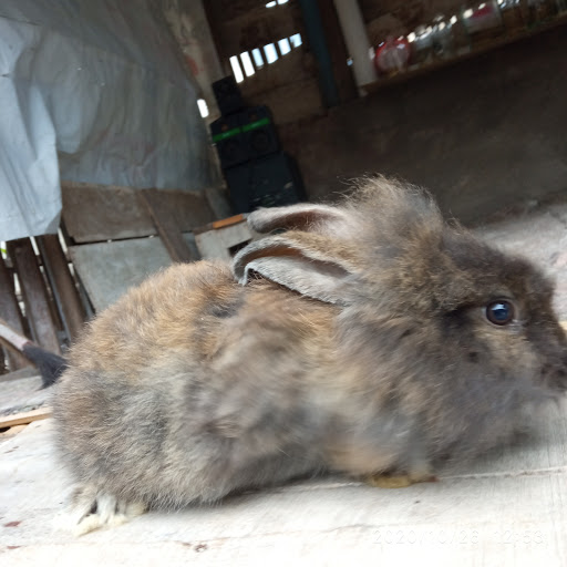 Rin Rabbit (kelinci teluknaga)