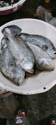 Pasar Ikan Grosir Muara Angke Ud Berkah Blok H 136