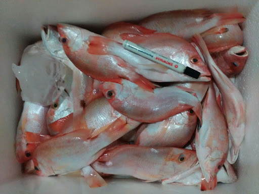 Frozen Seafood - TREASURE FISH PAMULANG (TFM) (Menjual Berbagai Jenis Ikan, Cumi, Udang, Kerang dll)