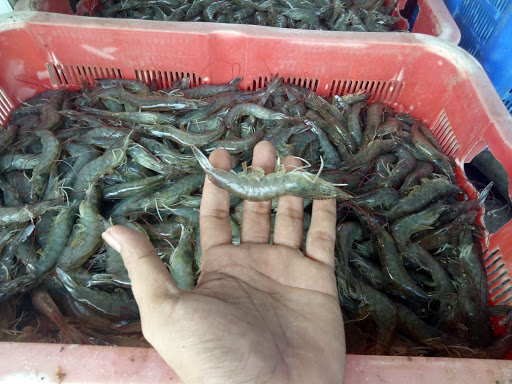 Wiguna Seafood