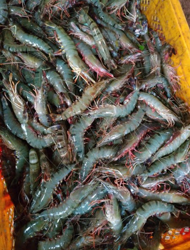 AMBAR JAYA seafood supplier