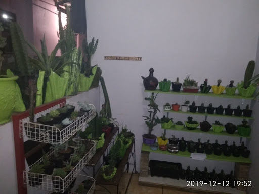 Arkana Kaktus Gallery