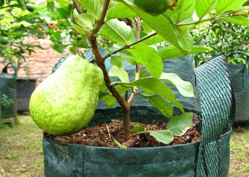 Wildan Tambulampot tanaman buah dalam Pot