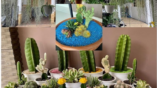 Praja Kaktus