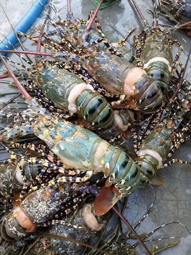Supplier Lobster Riski
