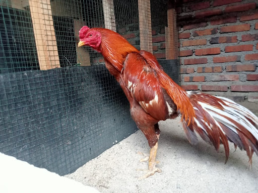 Kandang Ayam Ganggeng Rosster