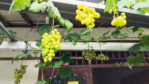 Z@vineyard~grape Nursery