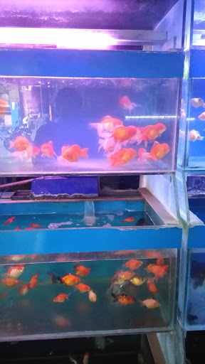 SB Aquarium