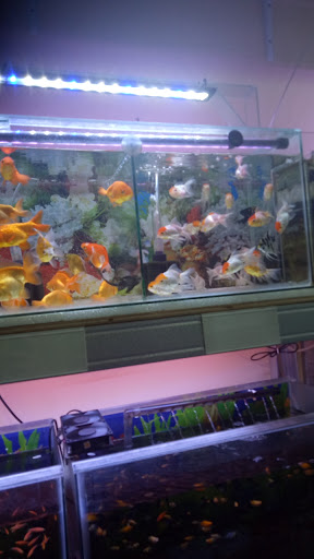 Toko Aquarium Lim Betta