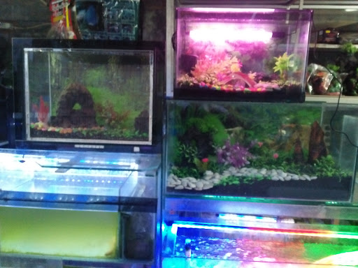 Toko Aquarium Syam
