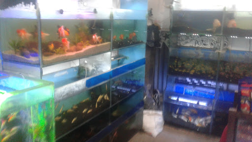 Dadang Aquarium