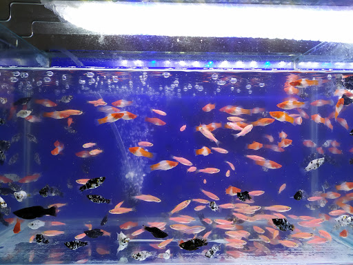 Big tank aquarium