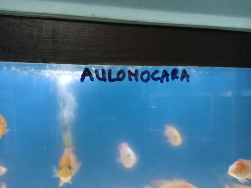 Angkasa Aquarium
