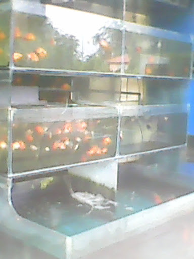 Tri Rahayu Aquarium