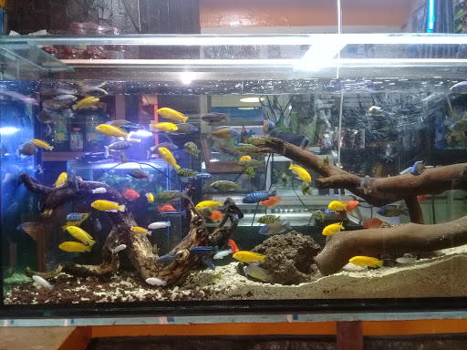 Ikan Hias Barito Aquarium