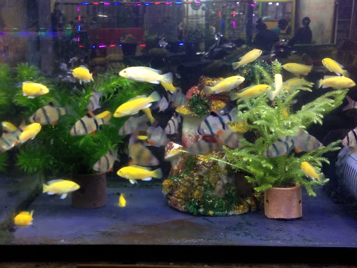 Aquarium Cinta Alam Puspari
