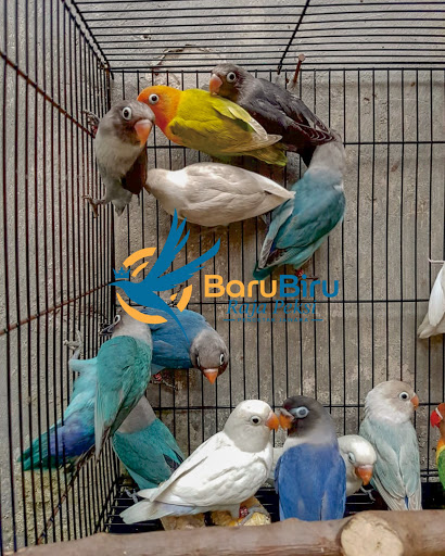 Baru Biru Raja Peksi Bird Farm