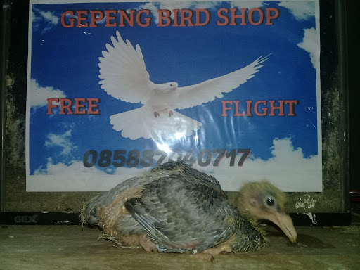 Gepeng Bird Shop