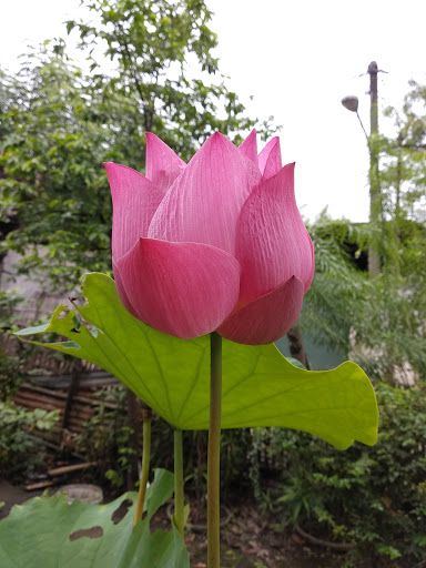 Lotus Flower Garden