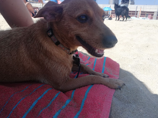 Playa canina De Llevant - Barcelona