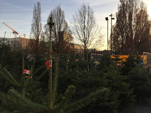 Werderaner Tannenhof - Weihnachtsbäume Tannen