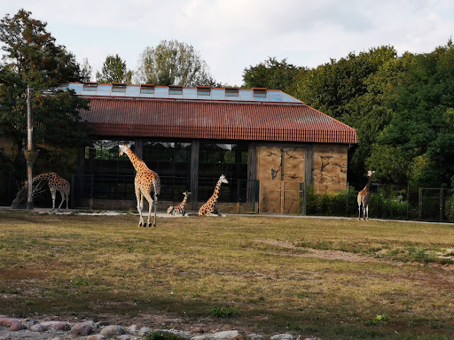 Giraffenhaus