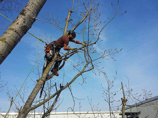 Baumpflege Kletterkollektiv