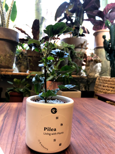 Pilea - Living with Plants