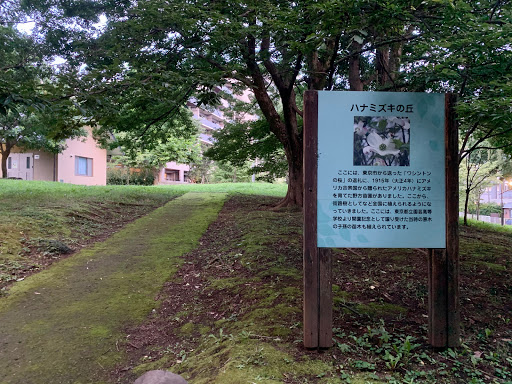 江古田の森公園 ハナミズキの丘