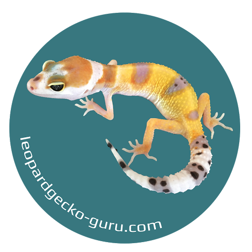 Leopardgecko-Guru (Hobbyzucht)