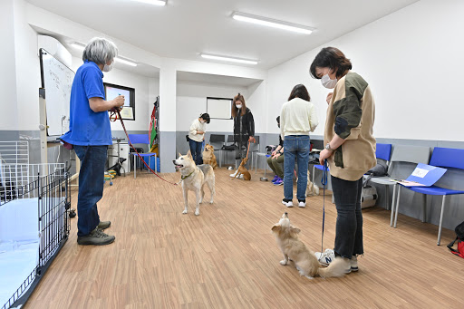 Can ! Do ! Pet Dog Training School