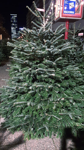 Der Tannenmann - Weihnachtsbaum Verkaufsplatz am Alexanderplatz