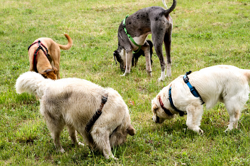 Tom for Dogs - Hundetraining I Betreuung I Aktivitäten