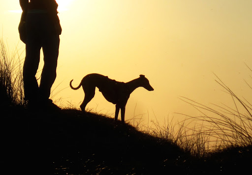 H42EL - positive, effective, science-based dog training – Hundetrainer