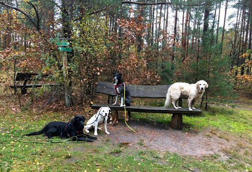 Zen-Hunde. Erziehung, Training und Ausführservice für Prenzlauer Berg