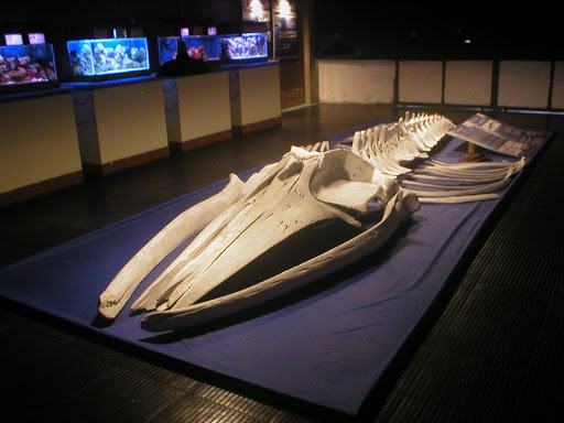 Museu Oceanográfico - Instituto Oceanográfico