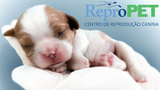 ReproPET - Centro de Reprodução Canina