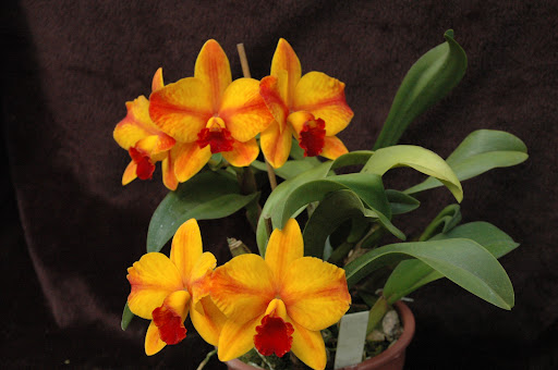 Odara Orquídeas